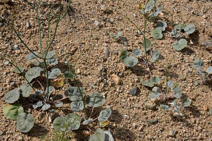 Little Deserttrumpet has soft green basal leaves, spreading to semi-erect. This early-growth  basal leaf arrangement is similar to many species of Eriogonum for which there are about 230 species in North America. Eriogonum trichopes 